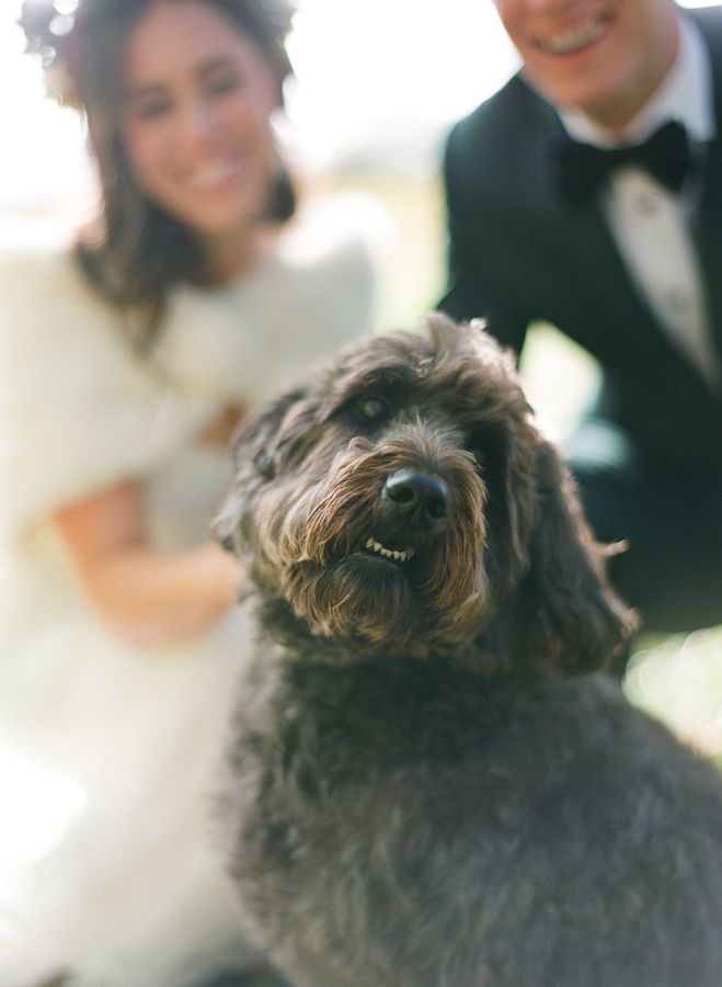chien mariage en automne
