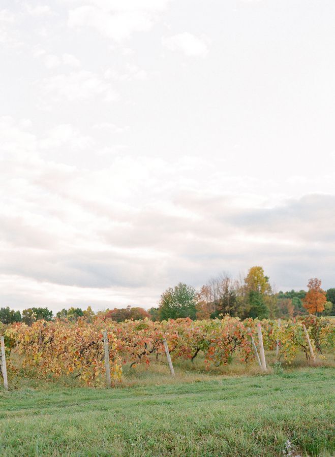 vignes mariage en automne