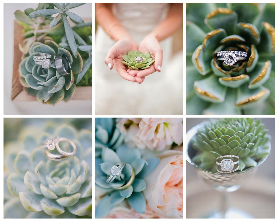 succulentes porte alliance
