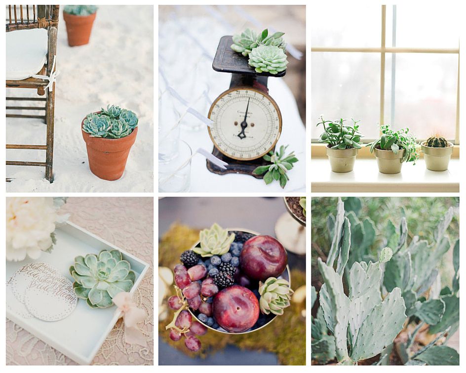 succulentes decoration