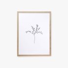 Herbarium White I