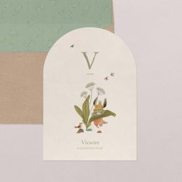 Fleur de sureau